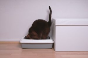 Hauskatze in einer Katzentoilette
