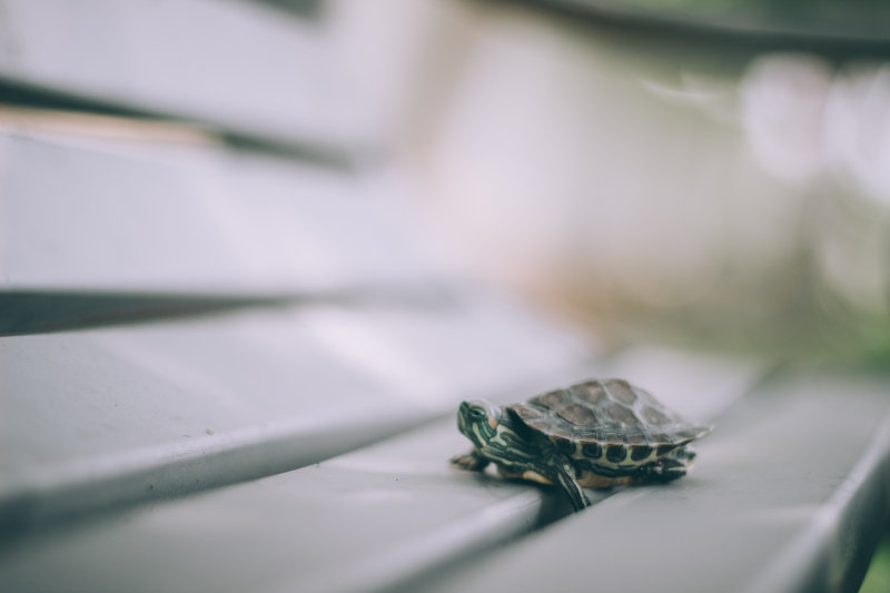 Schildkrötenfutter für Landschildkröte