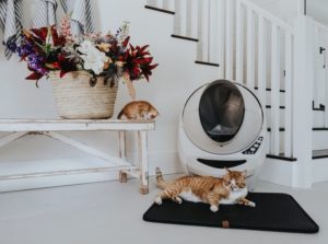 Zwei Katzen vor einer selbstreinigenden Katzentoilette mitsamt Bio Katzenstreu