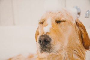 Erwachsener Hund wird mit Hundeshampoo gewaschen