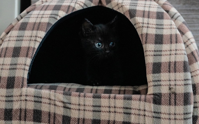 Katze sitzt in Katzenhöhle