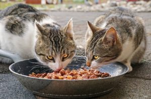 Zwei Katzen fressen Futter aus einer großen Schüssel.