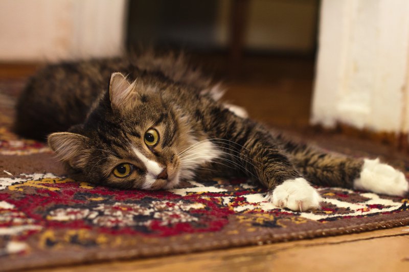 Eine Katze liegt auf einem Teppich und streckt sich.