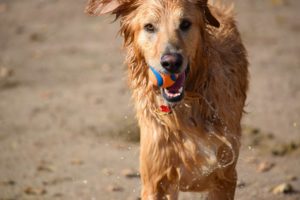 Hund am Strand mit Chuckit Hundespielzeug Ultra Ball