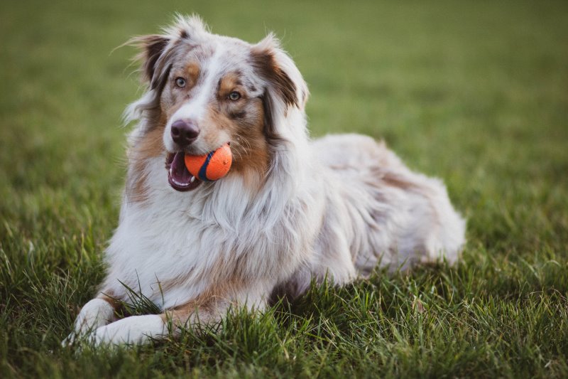 Hund mit Chuckit Ball im Maul auf grüner Wiese 