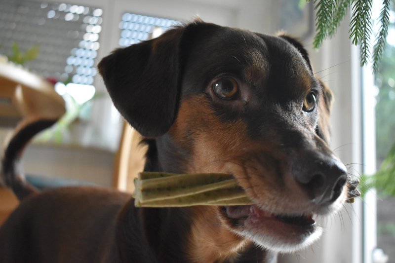 Hund mit Snack im Maul