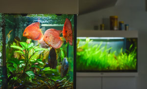 Zwei Aquarien in einer Wohnung, davon ein Aquarium mit bunten Diskusfischen im Vordergrund und einem Aquarium auf einem Schrank stehend im Hintergrund