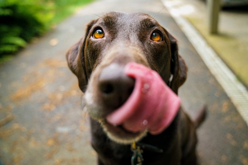 Hund leckt sich mit der Zunge über die Schnauze