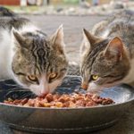 Zwei Katzen fressen aus einem Futternapf