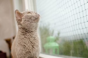 Katze sitzt vor Netz-Fensterschutz