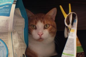 Katze sitzt zwischen Futterverpackungen