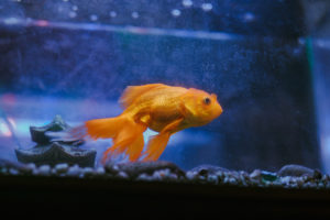 Goldfisch im Aquarium