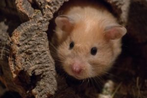 Hamster in einer Versteckmöglichkeit