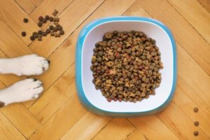 Hundefutter ohne Getreide im Test