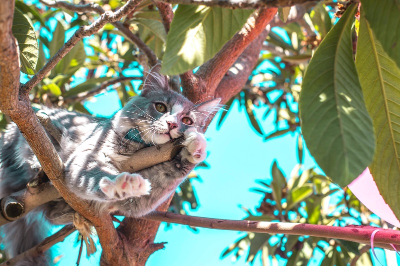 Katze liegt auf Baum