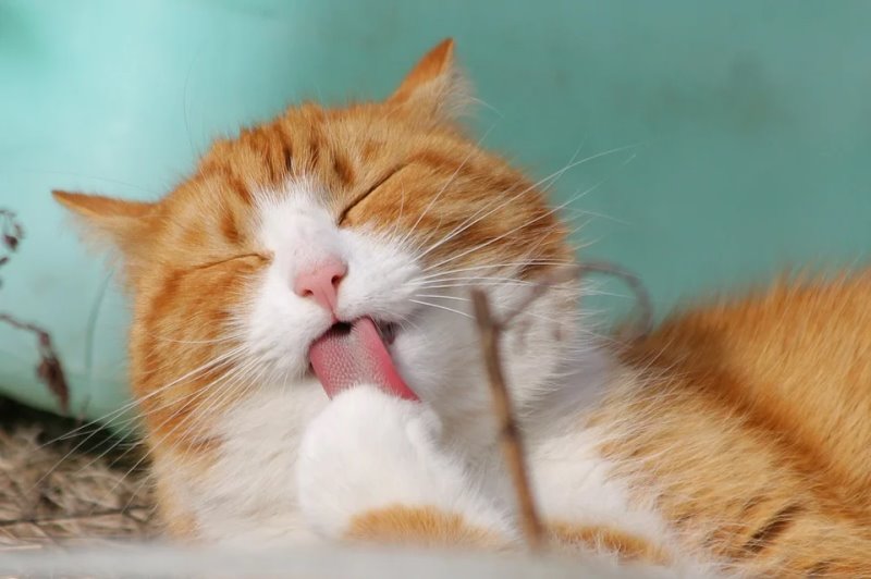 Katze säubert die Pfoten mit der Zunge