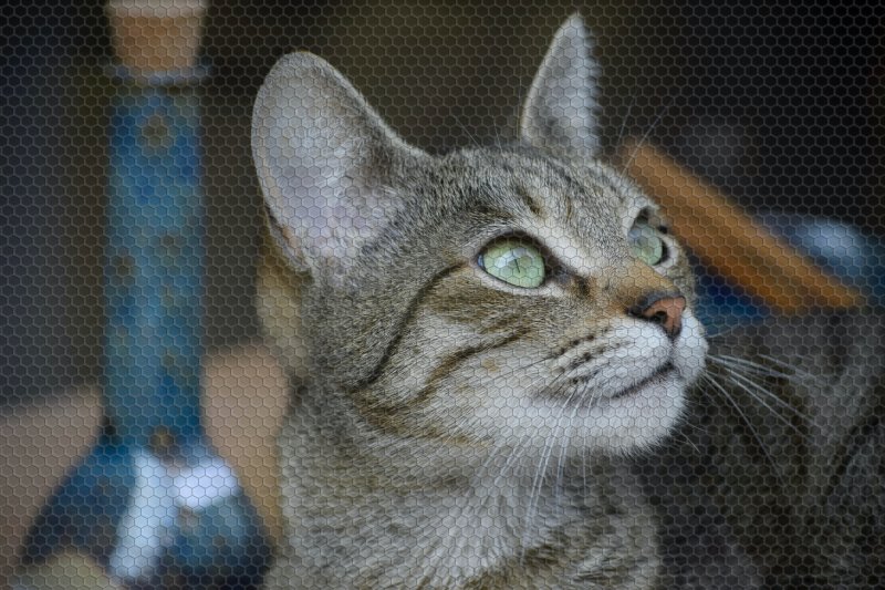 Katzen-Fensterschutz Test, Die 6 besten