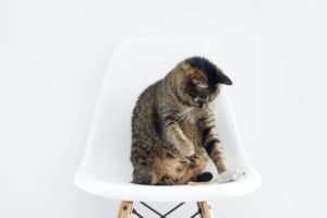 Braune Katze spielt auf einem Stuhl