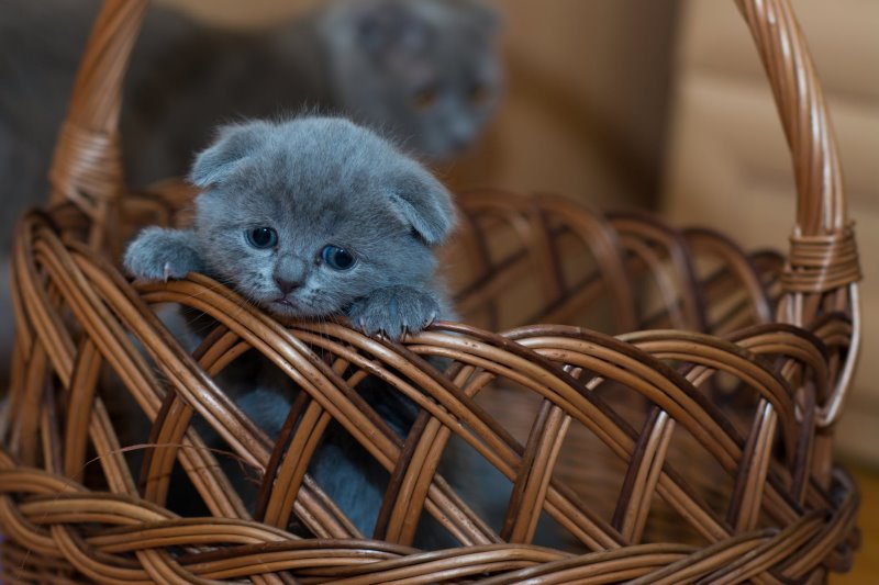 Ein Kitten sitzt im Korb