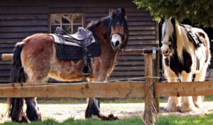 Zwei Ponys mit Ponysätteln stehen bei einer Wiese.
