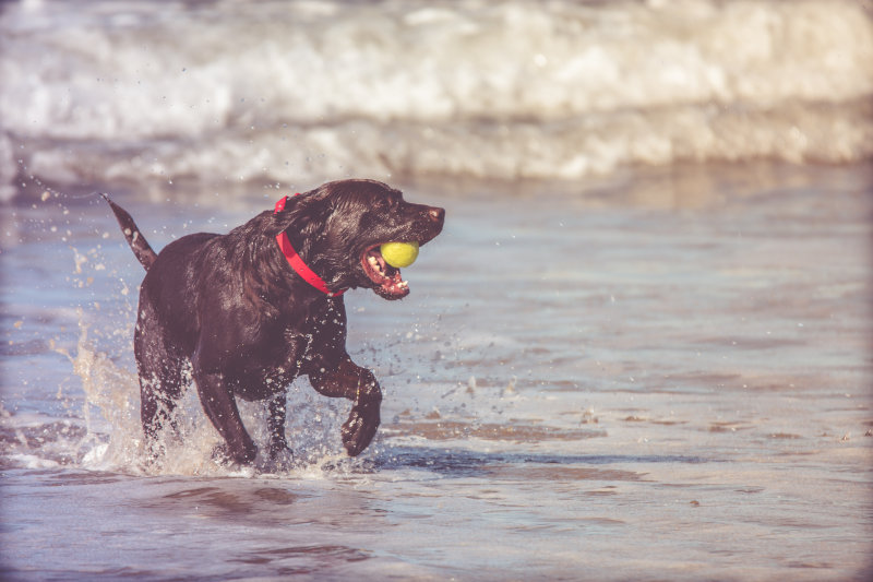 Labrador-Retriever im Wasser mit Wurfspielzeug im Maul.