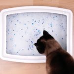 Eine Katze schaut auf eine Katzentoilette mit Silikat-Katzenstreu