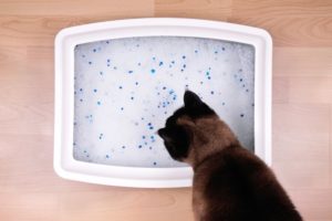 Eine Katze schaut auf eine Katzentoilette mit Silikat-Katzenstreu