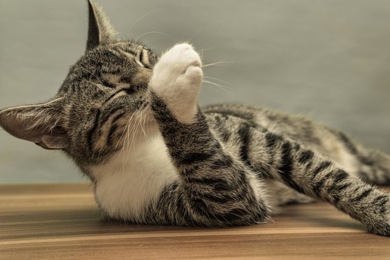 Eine Katze putzt ihre Pfote nach dem Kontakt mit Silikat-Katzenstreu.