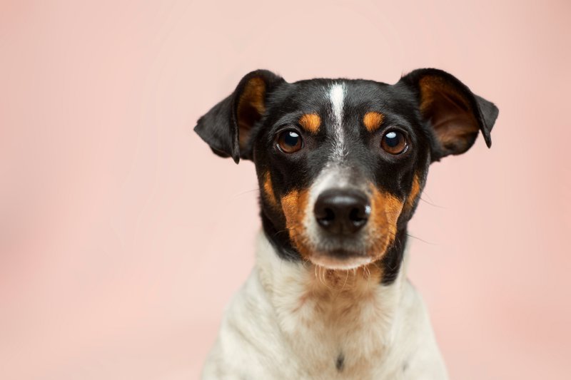 Jack Russel Terrier vor einem pinken Hintergrund
