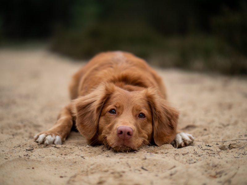 Hund liegt im Sand