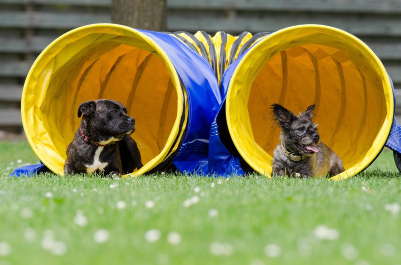 Zwei Hunde sitzen vor einem Agility Tunnel.
