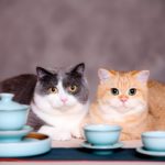 Zwei Katzen hinter Porzellangeschirr getreidefreies Katzenfutter