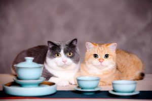 Zwei Katzen hinter Porzellangeschirr getreidefreies Katzenfutter