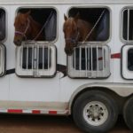 Tranportgamschen für den Transport von Pferden