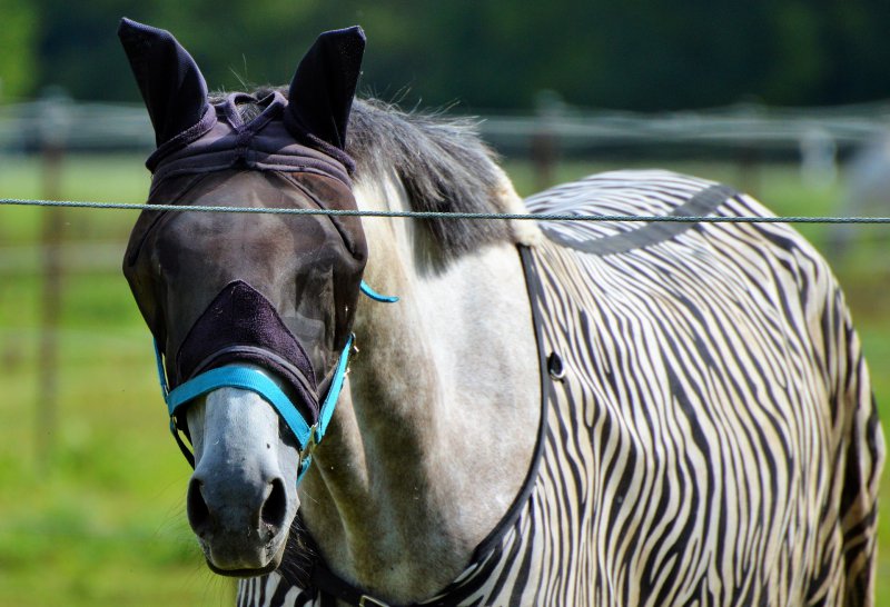 Pferd trägt Ekzemerdecke mit Zebramusterung