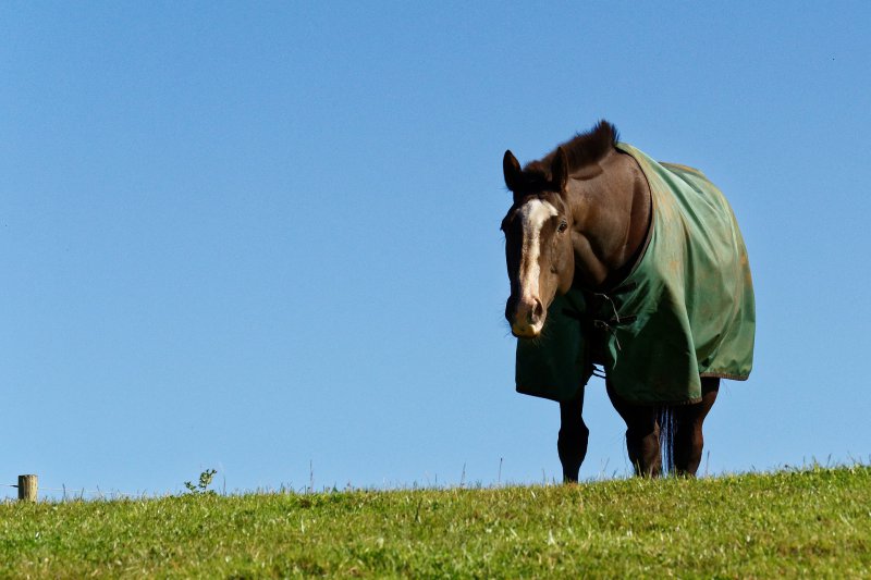 Pferd mit Ekzemerdecken auf der Weide