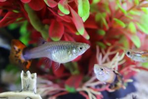 Fische im Aquarium mit Fisch-Frostfutter füttern