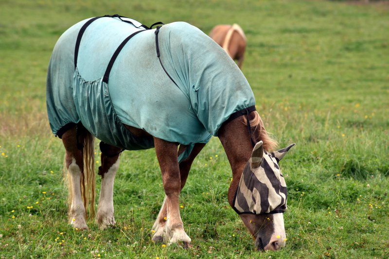 Gesichtsmaske und Ekzemerdecke für Pferde