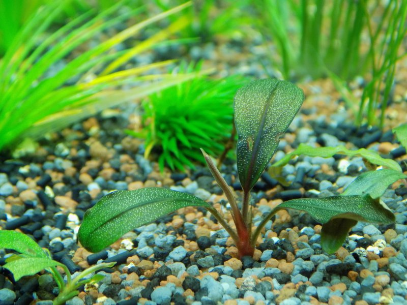 Pflanzen im Aquarium mit Aquarium-Heizung
