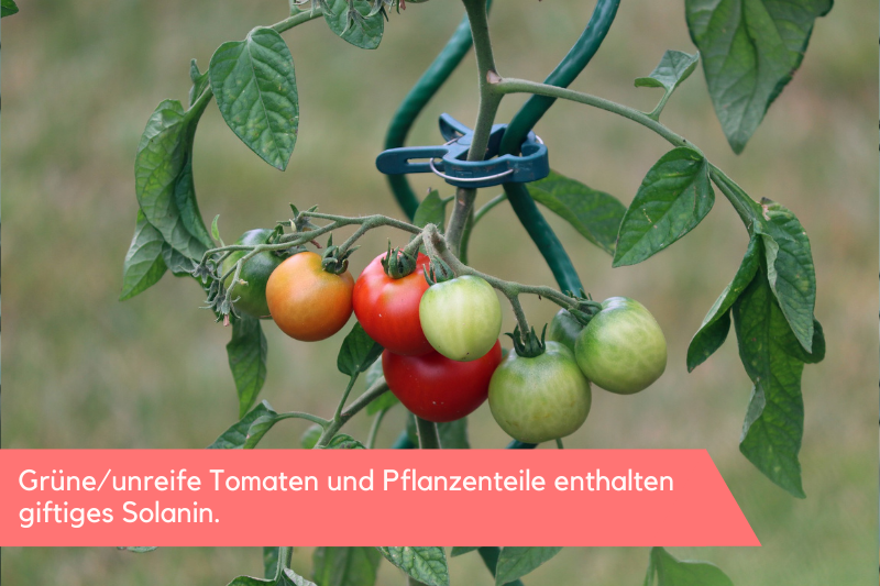 Grüne/unreife Tomaten und Pflanzenteile enthalten giftiges Solanin.