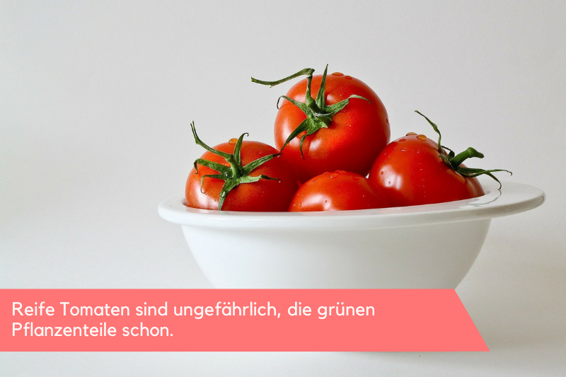 Reife Tomaten sind ungefährlich, die grünen Pflanzenteile schon.