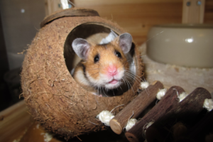 eine Schutzhütte mit einem Hamster