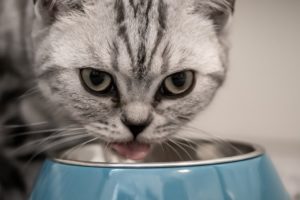 Katze isst Joghurt