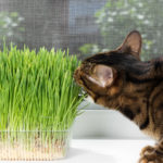 Katze schnuppert an Gräsern