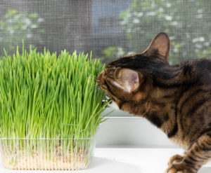 Katze schnuppert an Gräsern