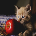 Katze guckt einen roten Apfel an