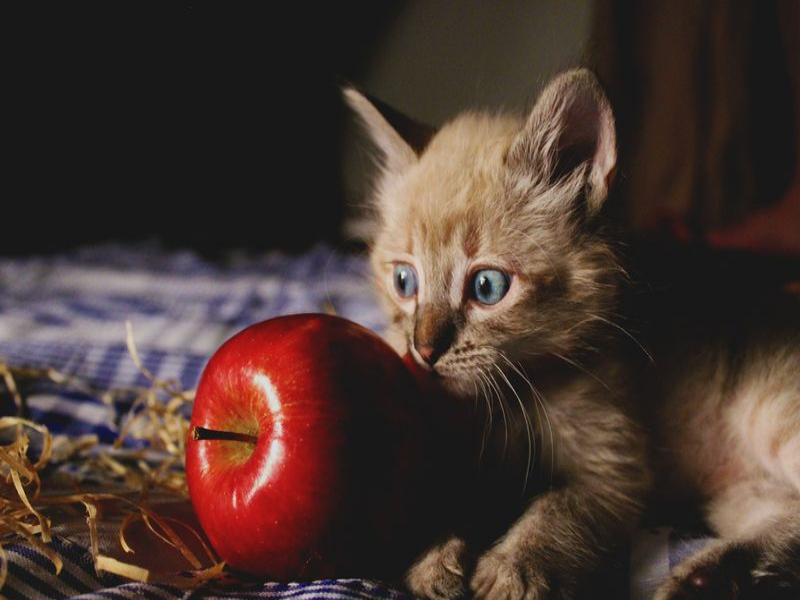 Katze guckt einen roten Apfel an