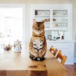 Dürfen Katzen Spargel essen?