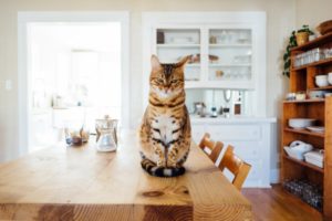 Dürfen Katzen Spargel essen?