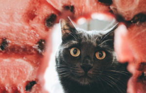 Katze schaut durch einen Ring aus Wassermelone